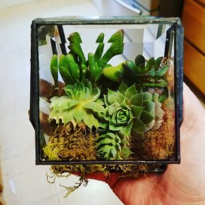 Clear Beveled Glass House with Succulents