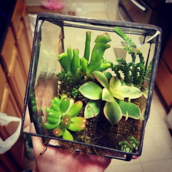 Clear Beveled Glass House with Succulents - Image 4