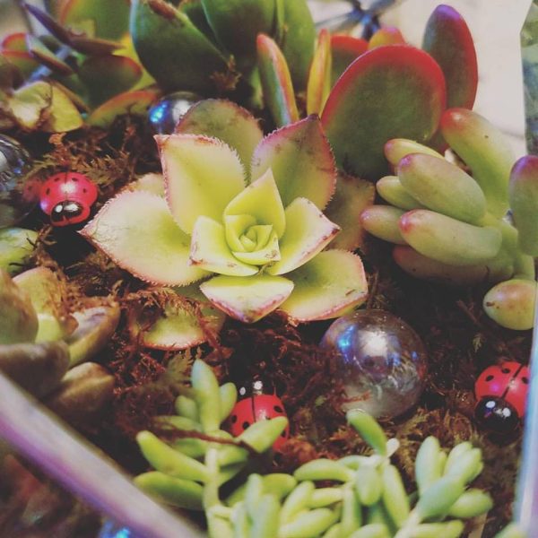 Clear Bevel triangle sphere with succulents - Image 2