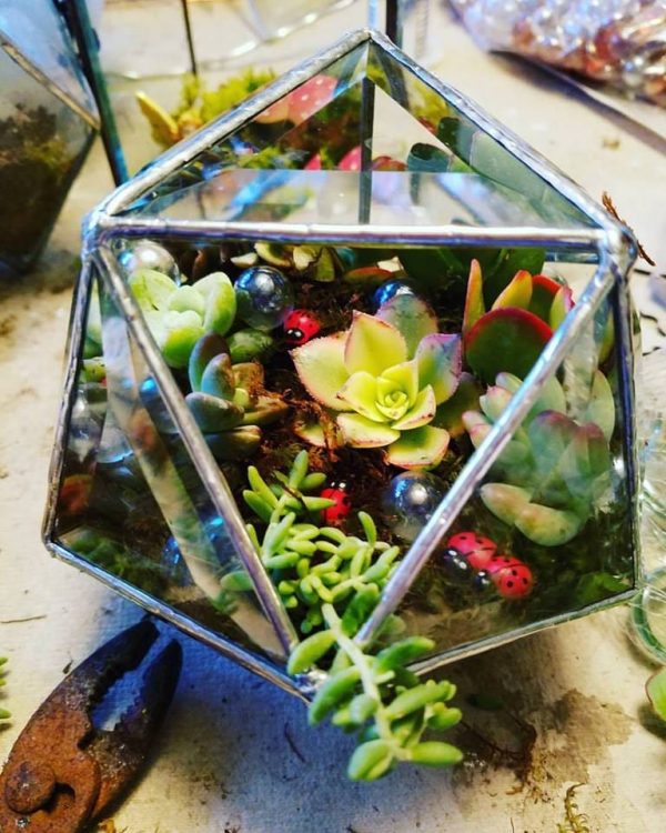 Clear Bevel triangle sphere with succulents - Image 3